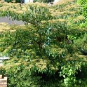Cornus controversa silhouette
